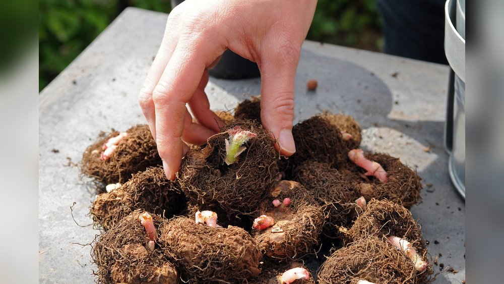 How to Grow Begonias from Bulbs Indoors