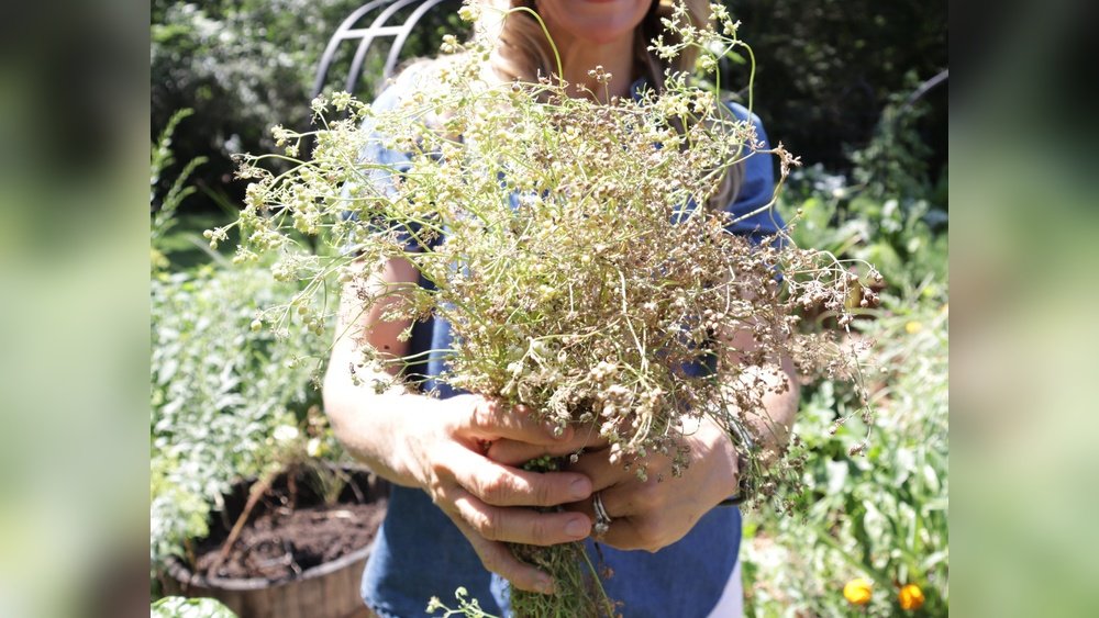 How to Grow Cilantro from Seeds in the Garden