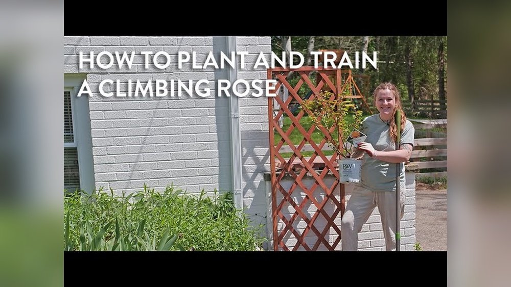 How to Grow Climbing Roses on Trellis