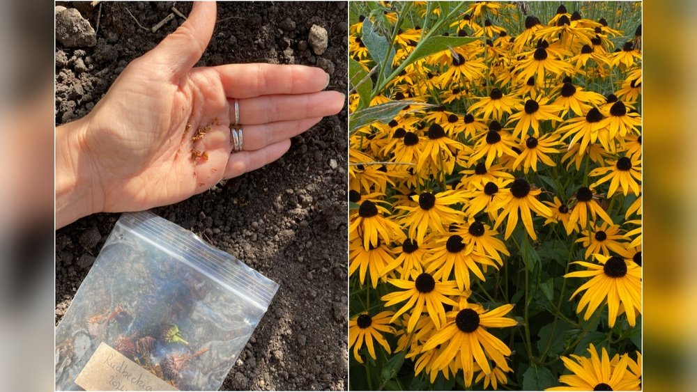 How to Grow Fall Flowers from Seeds