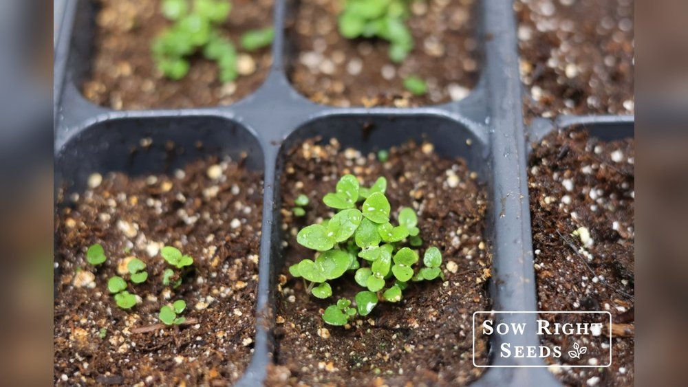 How to Grow Oregano from Seeds in Pots