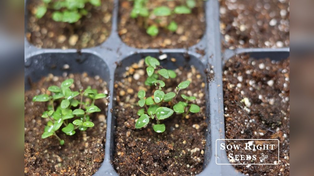 How to Grow Thyme from Seeds Indoors