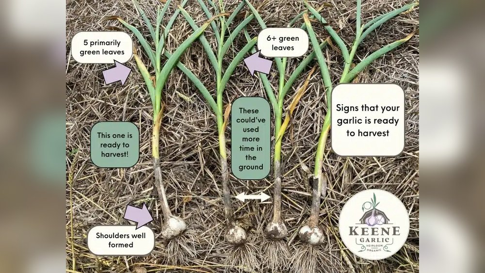 How to Harvest Garlic from Bulbs When Ready