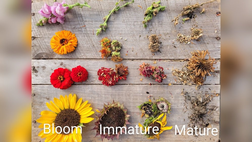 How to Harvest Seeds from Flowers for Next Season