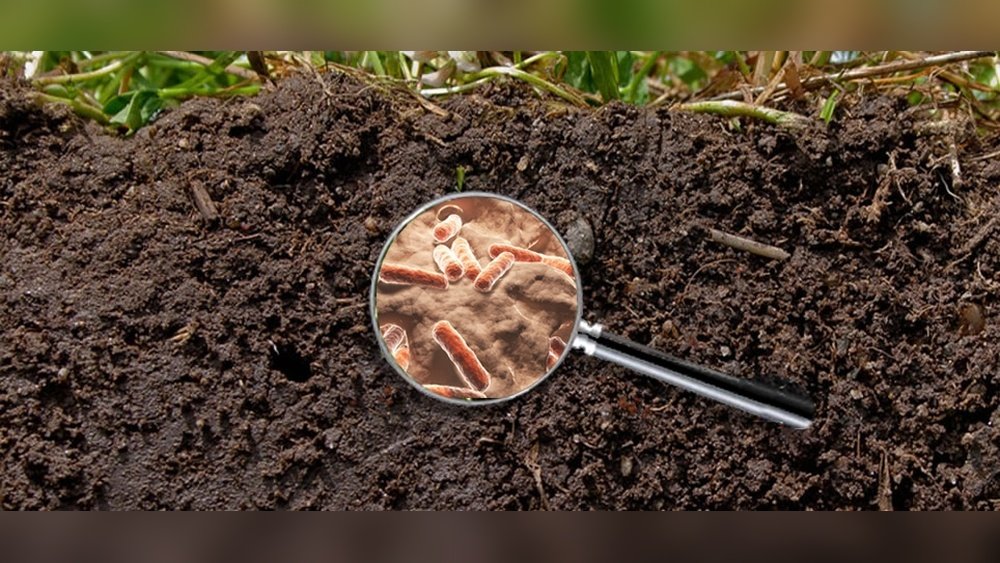 How to Improve Soil Microbiome Garden Tips