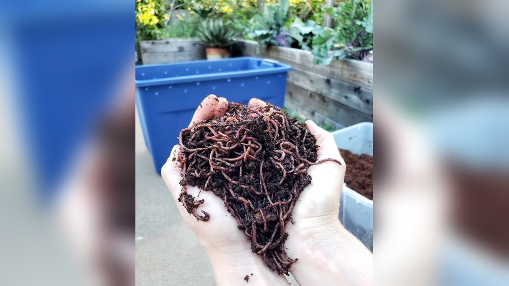 How to Make Worm Compost at Home Tips