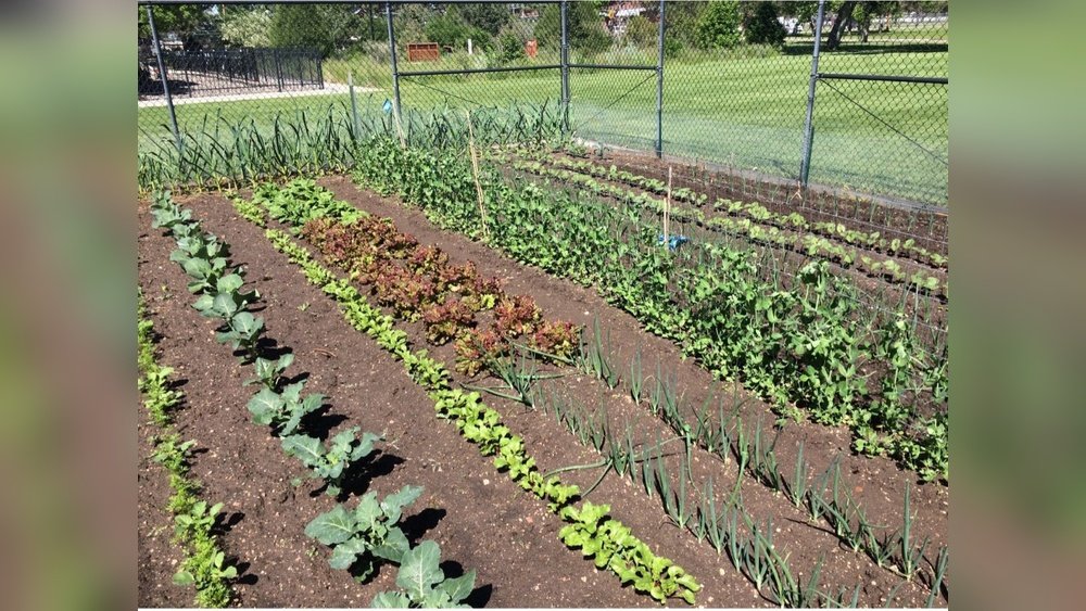 How to Pick the Best Tools for a Community Garden Plot