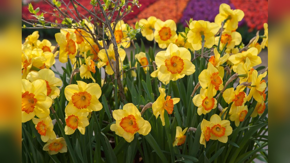 How to Plant And Care for Daffodil Bulbs