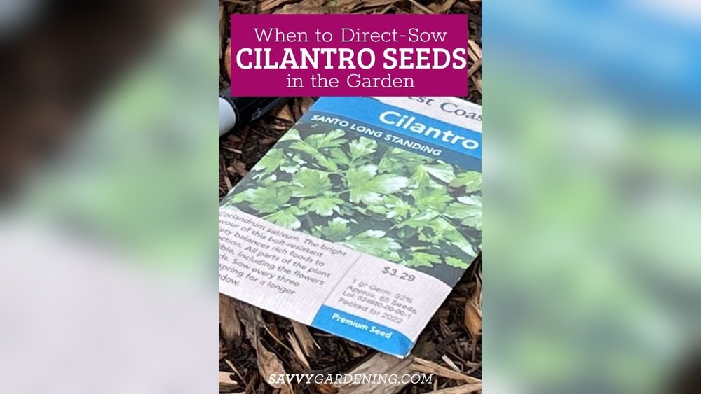 How to Plant Cilantro Seeds in the Garden
