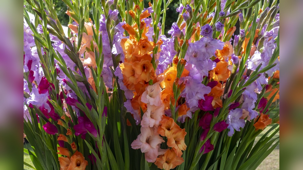 How to Plant Gladiolus Bulbs in the Garden