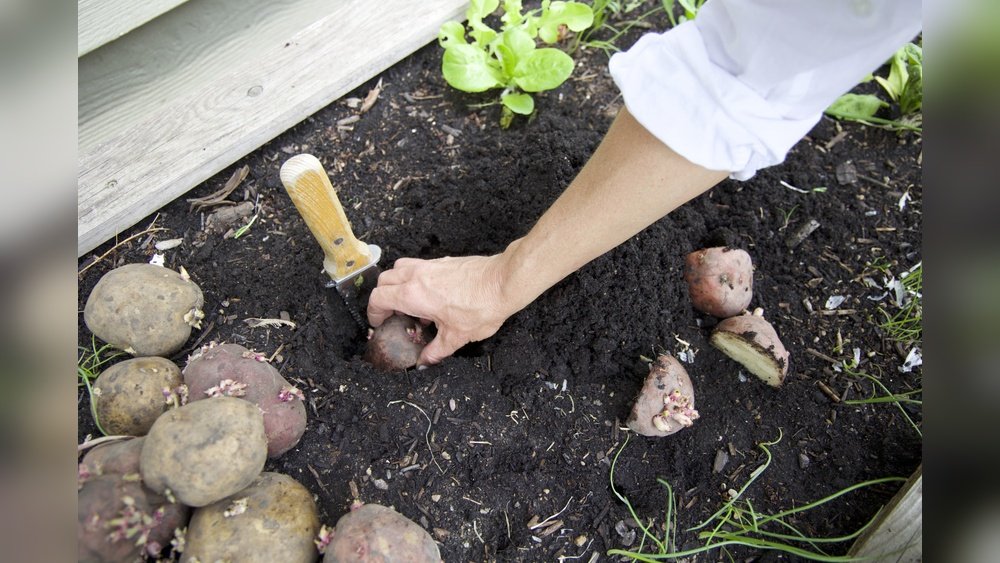 How to Plant Potato Seeds in the Garden