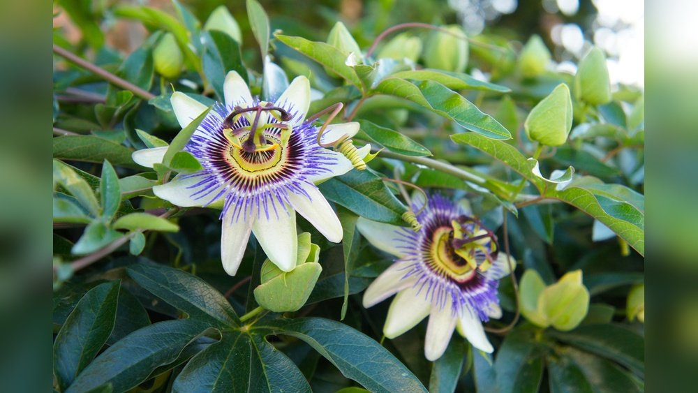 How to Propagate Flowers from Seed Cuttings