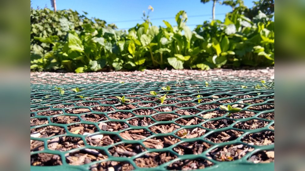 How to Protect Seeds from Birds in Your Garden