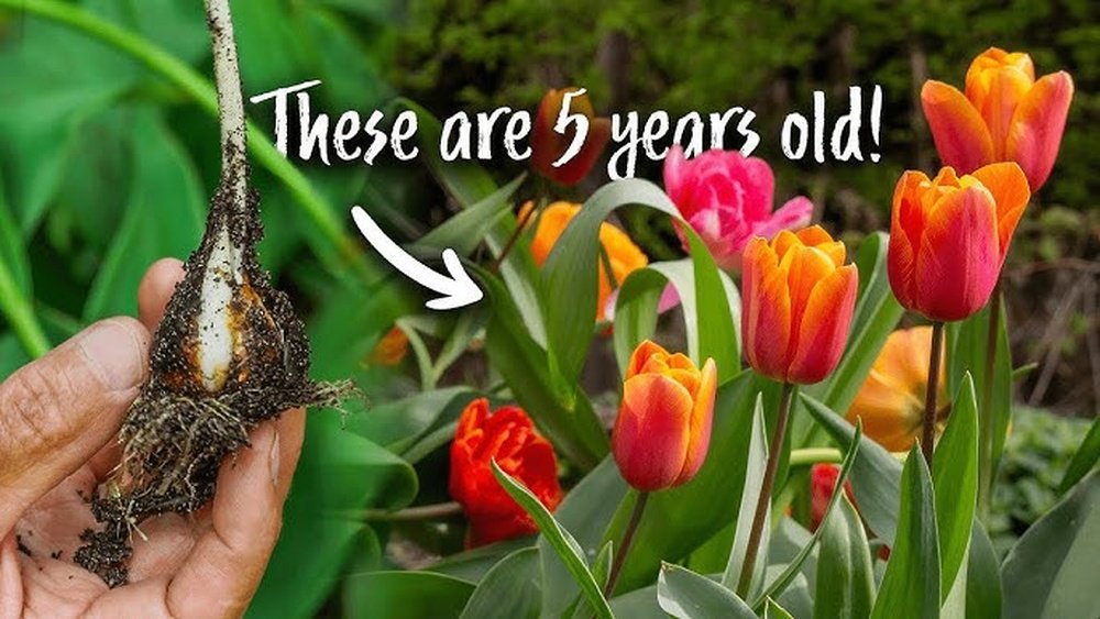 How to Prune Flower Bulbs for Better Blooms