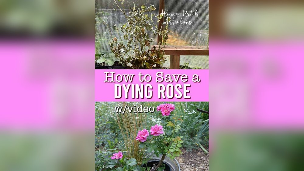 How to Revive Wilting Flower Bulbs in Your Garden