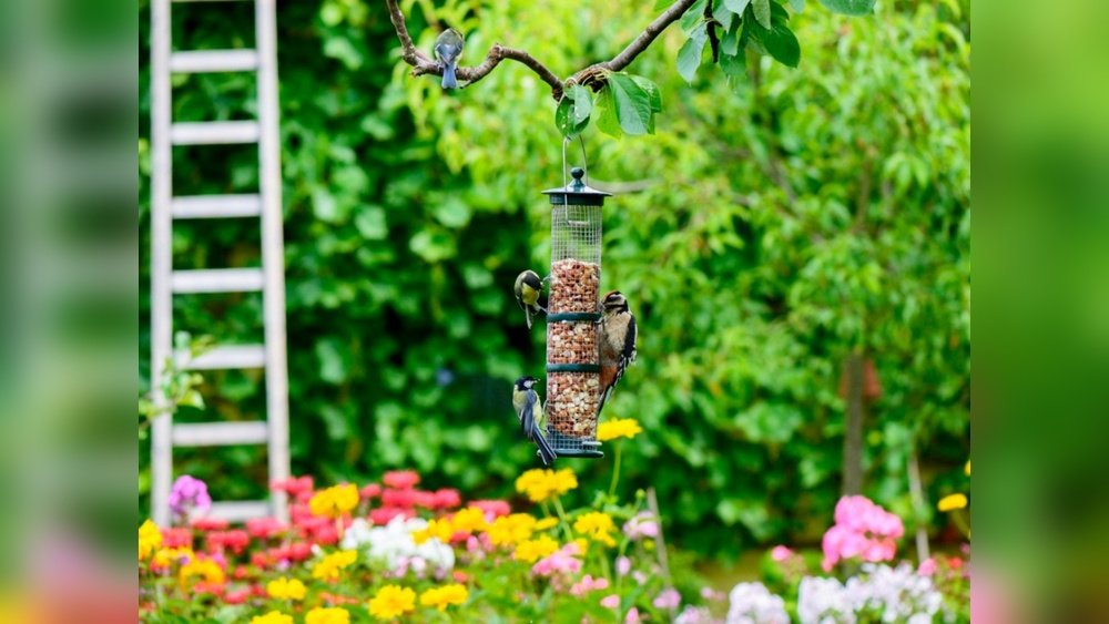 How to Set Up a Backyard Bird Sanctuary