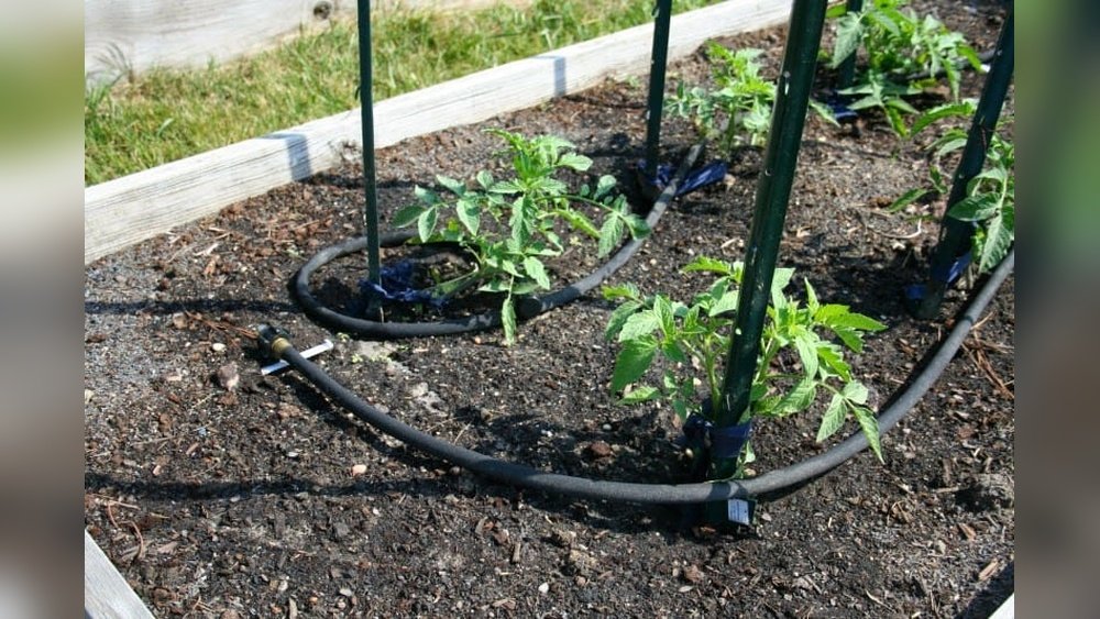 How to Set Up Soaker Hose in Vegetable Garden