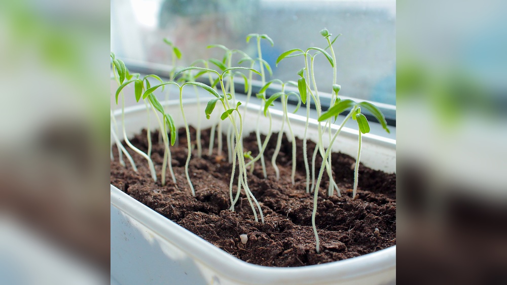 How to Thin Seedlings for Optimal Plant Growth