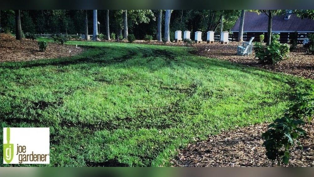 How to Top Dress Lawn With Compost Tips