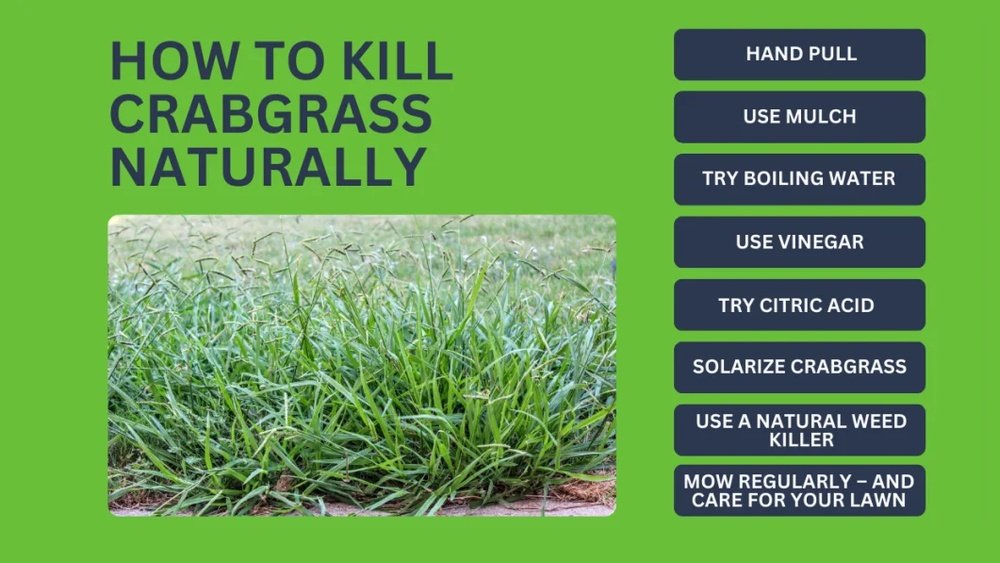 How to Treat Summer Lawn Weeds Naturally