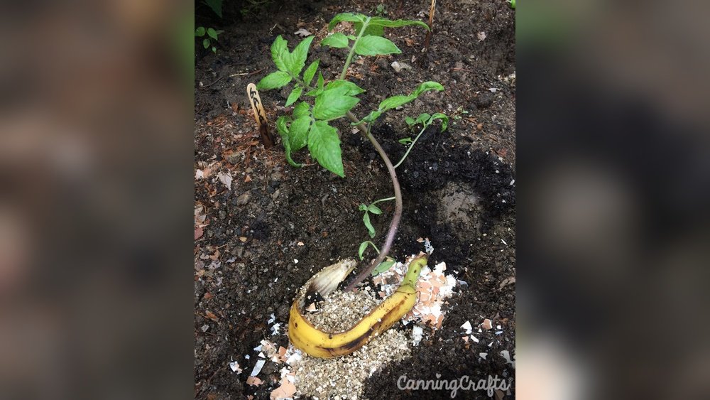 How to Use Banana Peels in Garden Soil