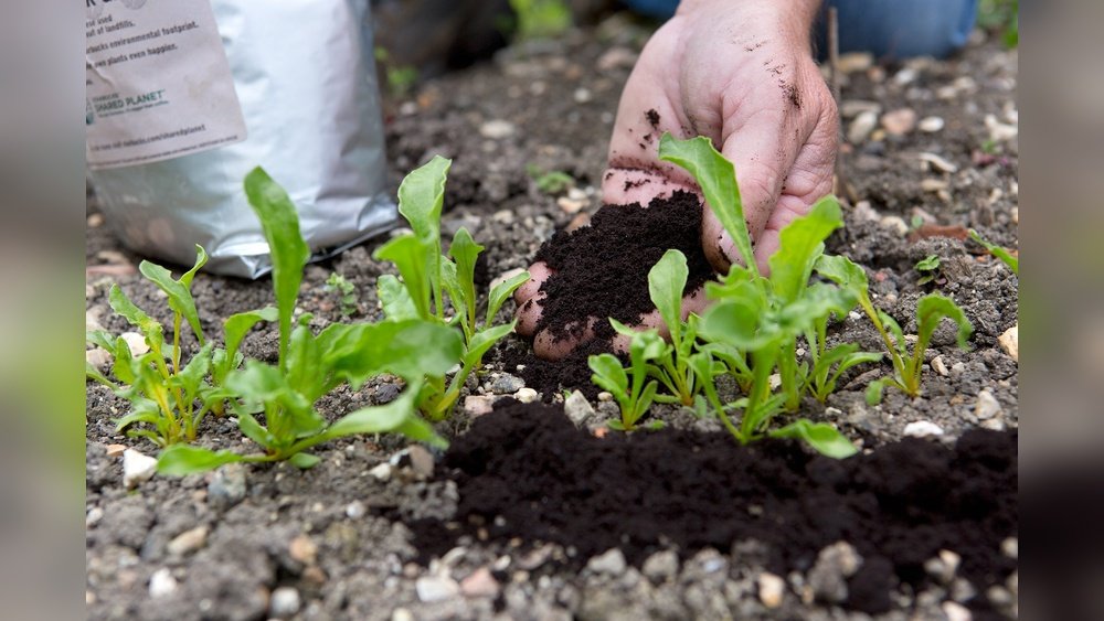 How to Use Coffee Grounds in Garden Soil