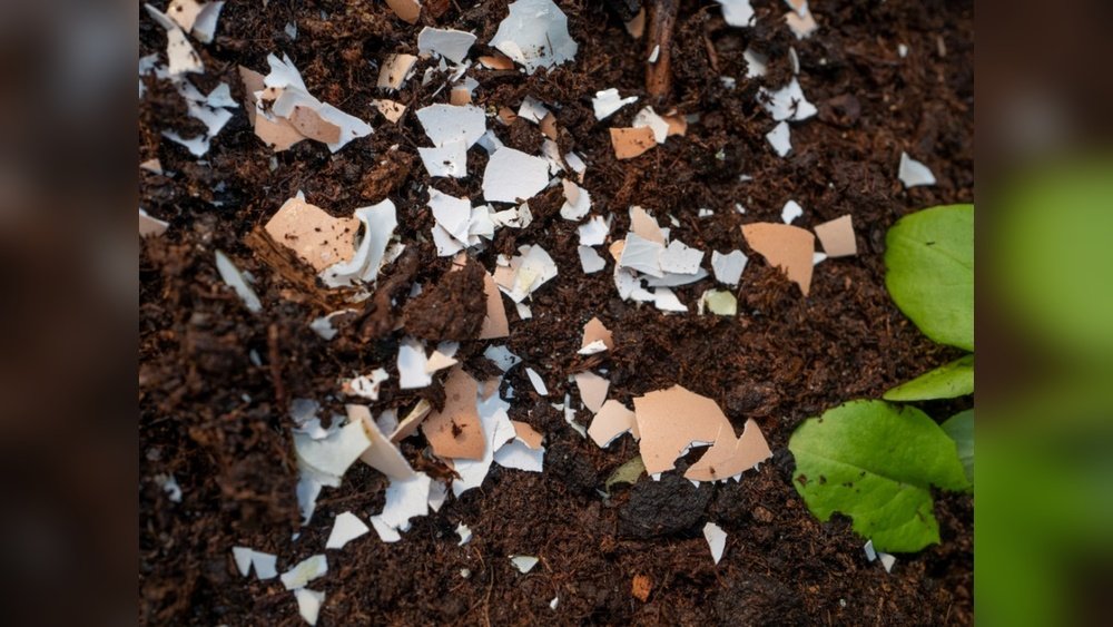 How to Use Egg Shells in Garden Soil Tips