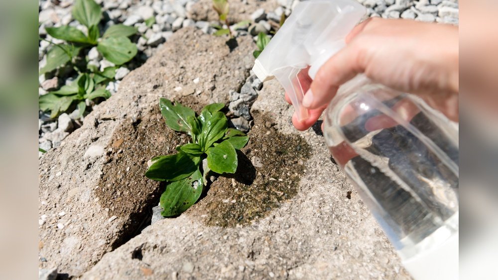 How to Use Vinegar for Weed Control in Gardens