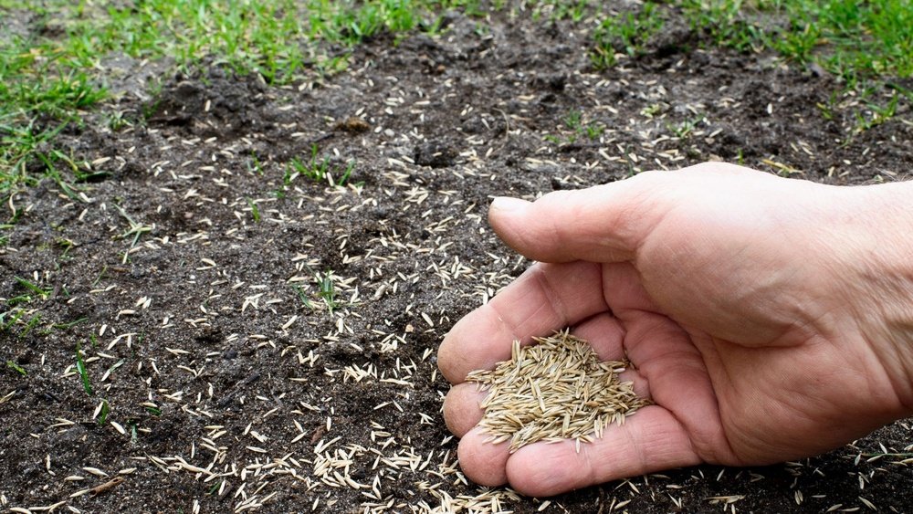 How to Water New Grass Seed Properly