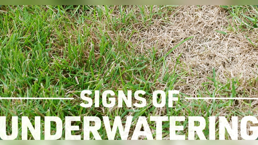 Signs of Underwatering Grass Guide