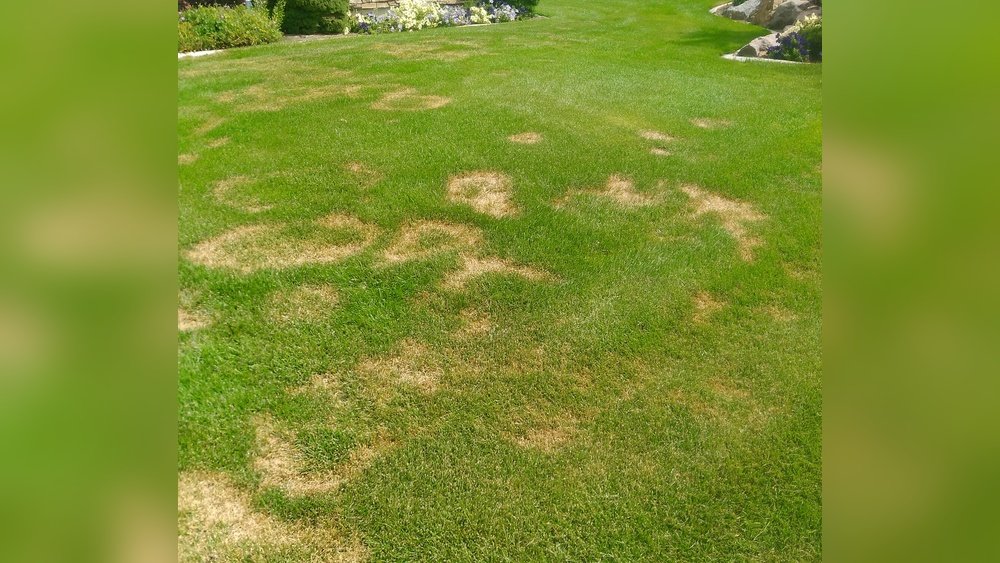 What Causes Yellow Rings in Lawn