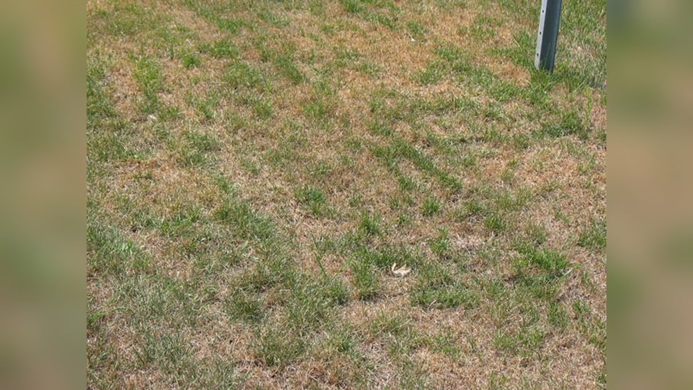 Why Does Grass Go Dormant in Summer