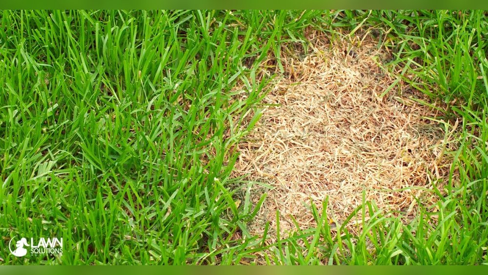 Why Does My Grass Look Thin And Patchy