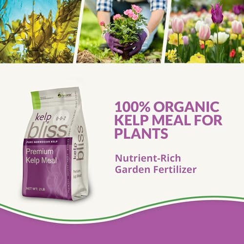 Best Kelp Meal Fertilizer
