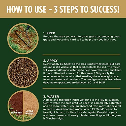 Best Grass Seed For Dog Owners