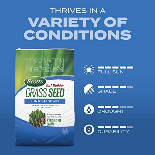 Best Grass Seed For Dry Conditions