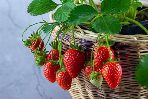 Best Soil For Strawberries Container