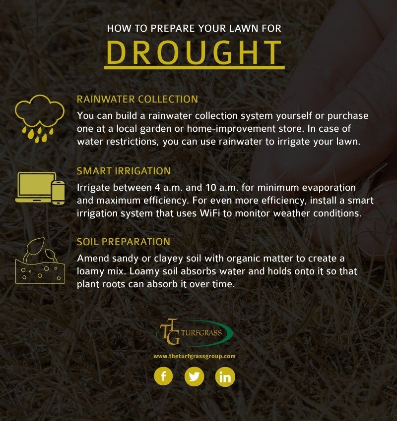 Water Lawn In Drought