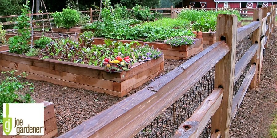How To Water Vegetables