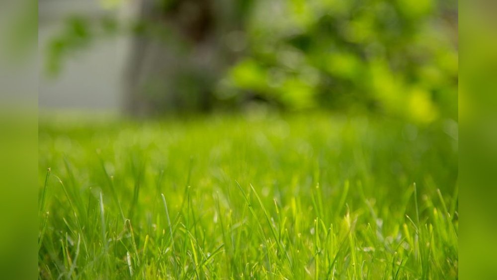 How to Care for Lawn in Extreme Heat Tips