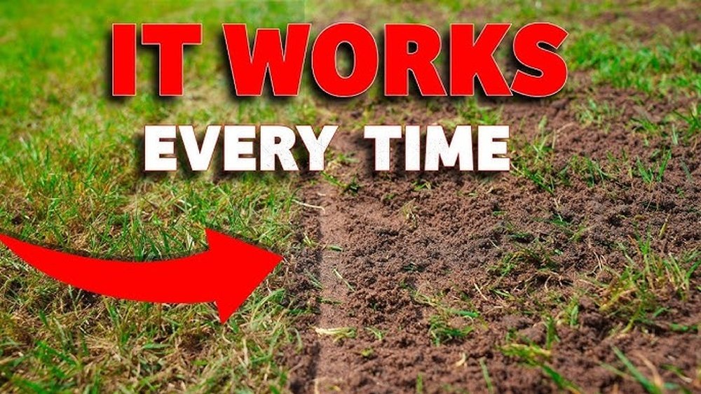 How to Fix a Bare Lawn Step by Step Guide
