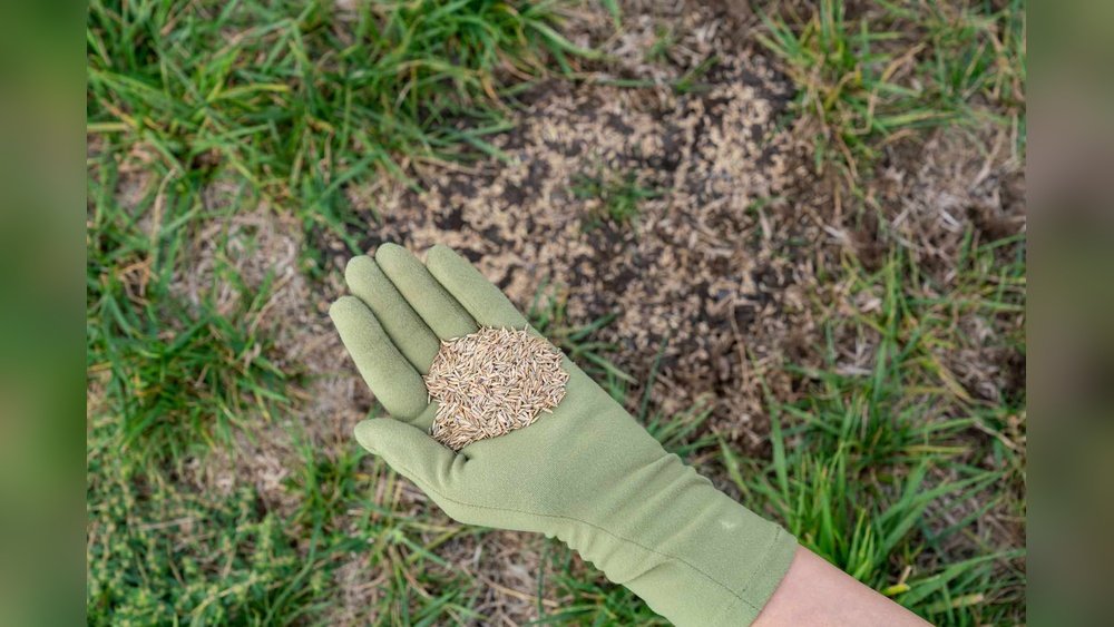 How to Fix a Patchy Lawn With Seed Tips