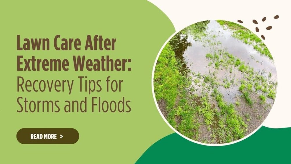 How to Fix Lawn After Flooding Tips