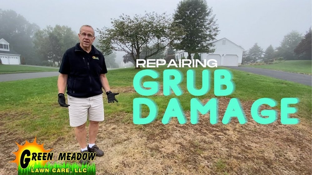 How to Fix Lawn After Grubs Damage