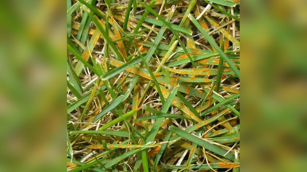 How to Fix Orange Rust on Grass Tips
