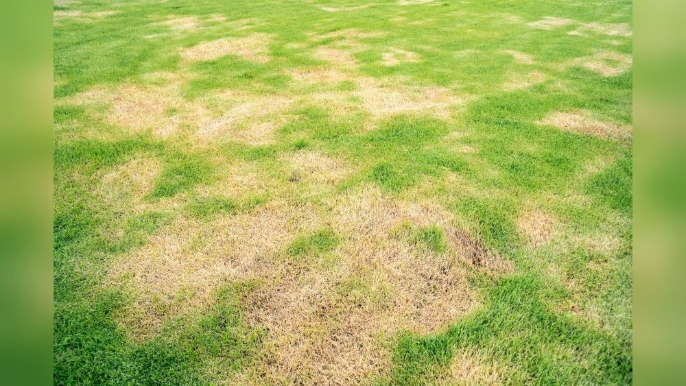 How to Fix Yellow Spots in Lawn Tips