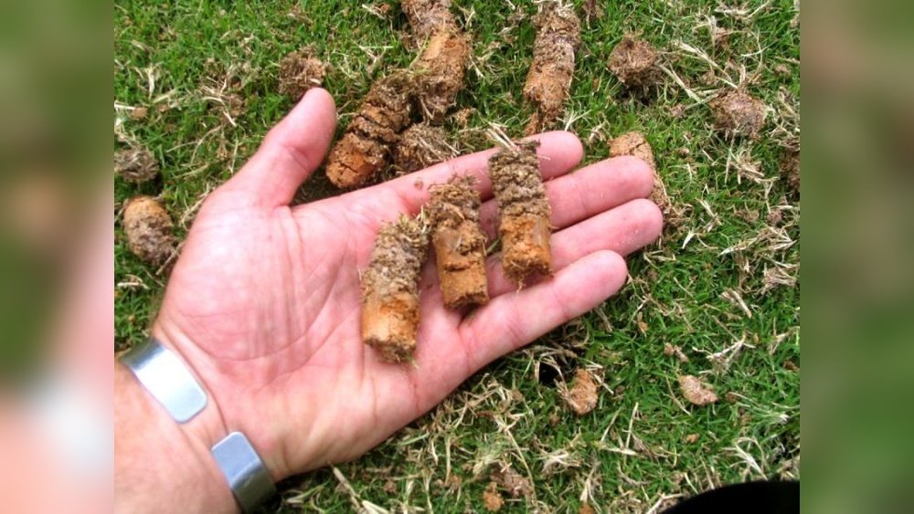 How to Get Rid of Thatch in Lawn Guide