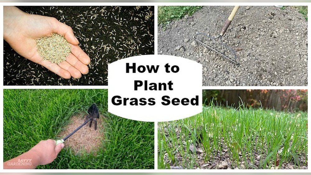 How to Get Thick Grass Fast Guide Tips