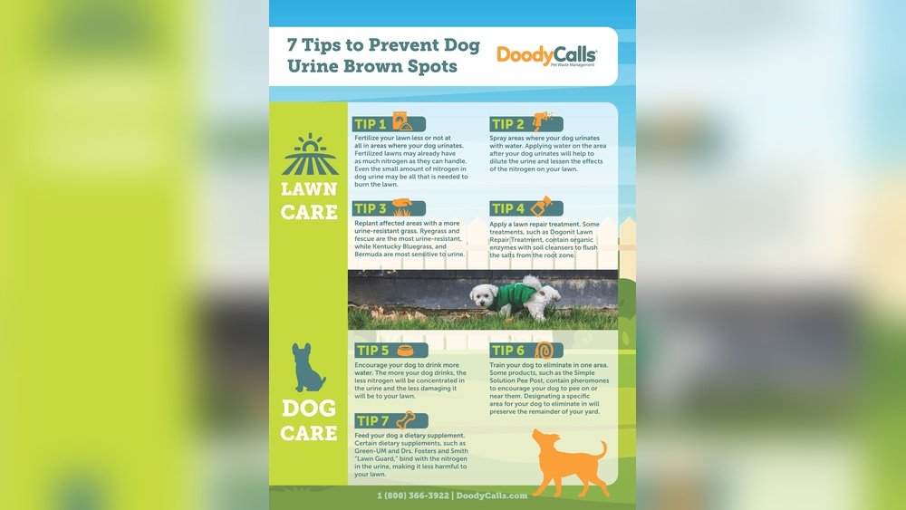 How to Grow Grass After Dog Urine Spots