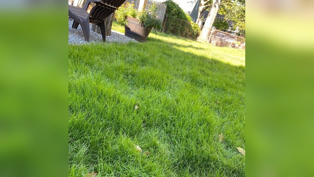 How to Grow Grass Faster After Seeding